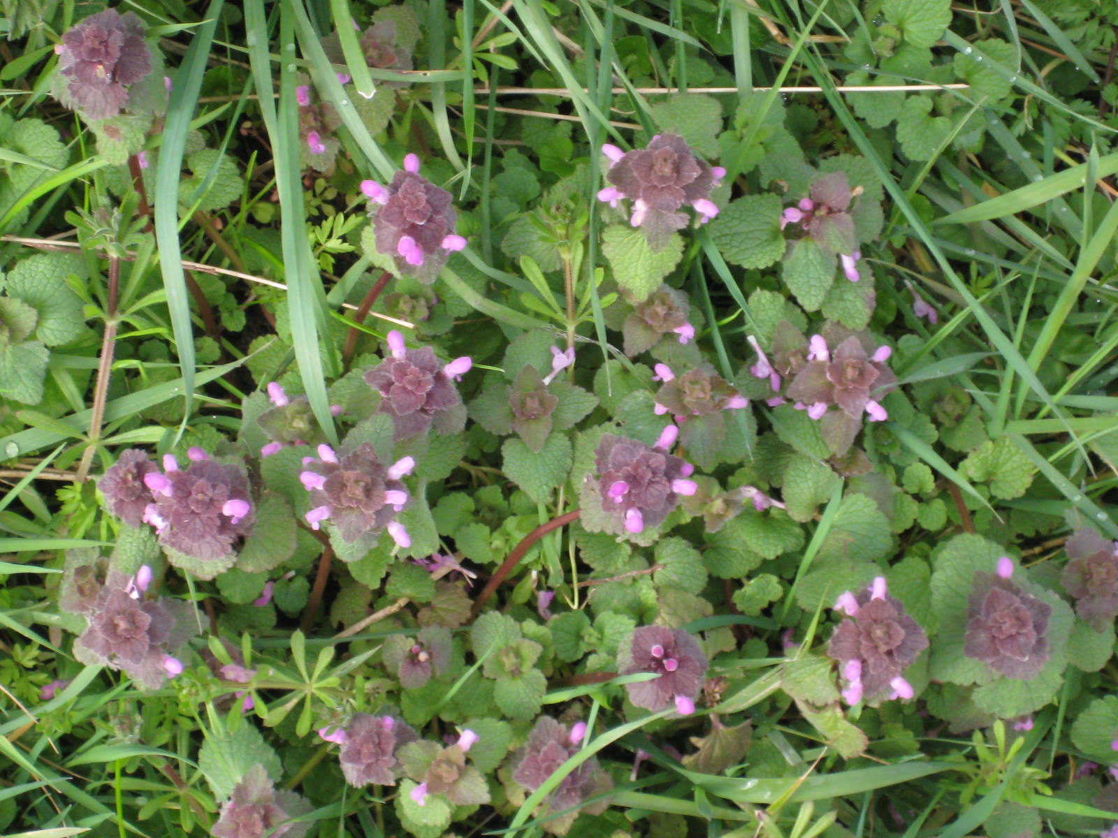 Self heal plant seeds